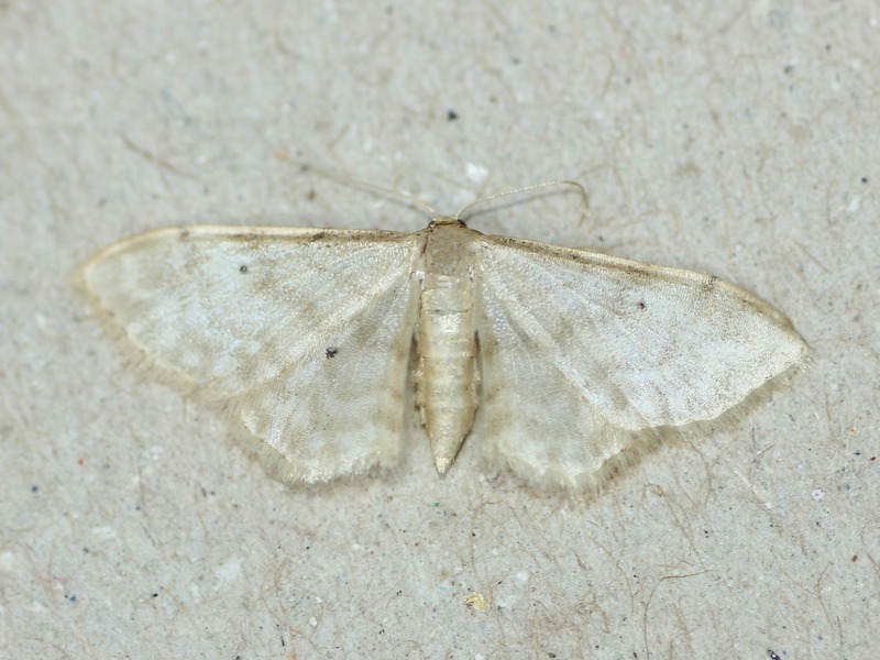 Idaea subsericeata? No, Idaea fuscovenosa, Geometridae